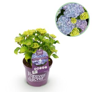 7f6ea9370d72485aad46f3d39abd82598fa773bca6384332b855766cb5abd628.jpg Hortensie - Hydrangea Forever & Ever - Blau - 7-12 Blüten - Terrassenpflanze