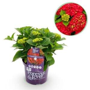 311e4eb25ee446838b86f7d40c5655f99a142f5b576b4ac6911211ca81486483.jpg Hortensie - Hydrangea Forever & Ever - Rot - 7-12 Blüten - Terrassenpflanze