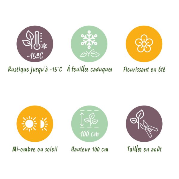 Hortensie - Hydrangea Forever & Ever - Rosa - 7-12 Blüten - Terrassenpflanze