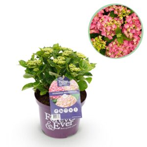 cb917f0da571478587b9d82e07bf4764744e0bbf5521465780a7d740f36d02a5.jpg Hortensie - Hydrangea Forever & Ever - Rosa - 7-12 Blüten - Terrassenpflanze