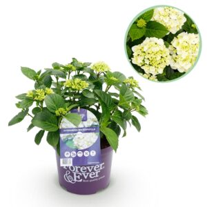 cdf1d555507748509a262ce6ef9bedd79634f29760d74c26ab74634a3304a78f.jpg Hortensie - Hydrangea Forever & Ever - Weiß - 7-12 Blüten - Terrassenpflanze