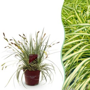 e15efd3d48ef47cb8d9d3ade008cab76cbb6041c989b4ad99aff78b443277cf7.jpg Ziergräser - Carex oshimensis Evergold - Gelb & Grün - Immergrün - Winterhart