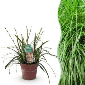 896093f9e9314b82afad567725660781476755a3b44646358d06364d331d1cae.jpg Ziergräser - Carex oshimensis Intensives Grün - Grün - Immergrün - Winterhart