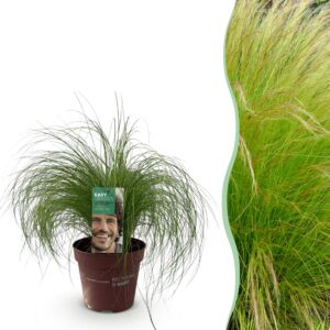 6d4da8a2a3ba4f829e9d1973e00fd10f8752afadeb914c2fbe955ec91995a1ff.jpg Ziergräser - Stipa tenuifolia Pony Tails - Grün - Immergrün - Winterhart