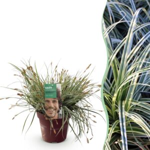 2852678715f34f3f87f9d0f425e2df73a4e54884d7a640909cc4aa2d1befeb79.jpg Ziergräser - Carex oshimensis Everest - Weiß und Grün - Immergrün - Winterhart