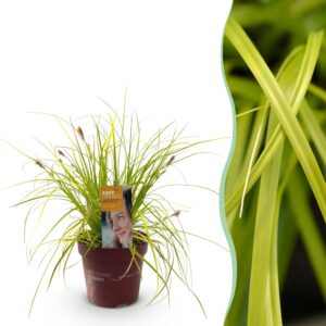 76ab4eb6ce2142bf8abf49dc265717cba9331fa3081348ed99c2f97858288a19.jpg Ziergräser - Carex oshimensis Everillo - Geelen - Immergrün - Winterhart