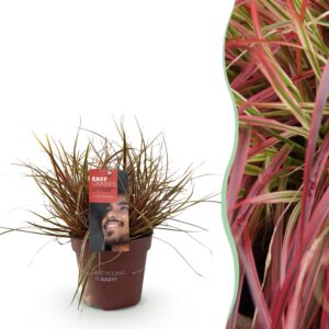 561af0637e104f679cb9f417e47f2da7e268e13ba77f4851873f95a7913c9813.jpg Ziergräser - Uncinia rubra Everflame - Rot - Immergrün - Winterhart