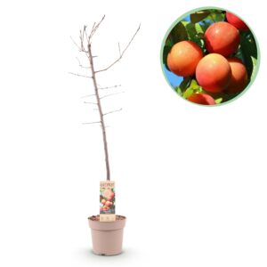 62831dbd28224922bfef76abadd0b73c3d0fe576eb2643ccad3f445781af43e6.jpg Obstpflanze - Pflaumenbaum - Prunus domestica Victoria - Rote Pflaume - Topf 21cm Höhe 90cm