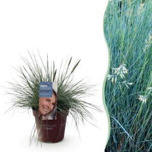 0fdbbfa2cf7247ccb692a0ebf2e990e7cc064e05c7104eab87ba890216c2b736.jpg Ziergräser - Festuca glauca Intense Blue - Blau - Immergrün - Winterhart