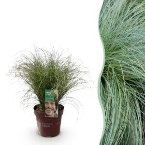 ce27de166e2946cf8e4250ebc3a3b6a27ff66dbd96954daab7dfd125f93b408e.jpg Ziergräser - Carex comans Frosted Curls - Grün - Immergrün - Winterhart