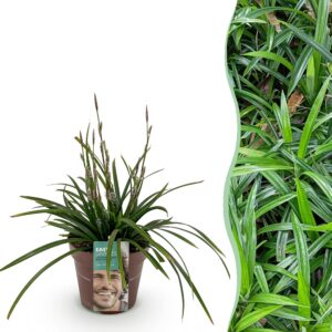 0b6a51aa79c74db9b6c692146807d4b01a6bb51187074593aad8f5807a0fda4d.jpg Ziergräser - Carex morrowii Irish Green - Grün & Gelb - Immergrün - Winterhart