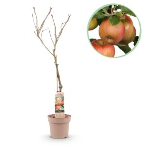 11d0678de0614223afdaf07bb01991891c740ed0fc5947558df9cc933fec9662.jpg Obstpflanze - Apfelbaum - Malus domestica Elstar - Roter grüner Apfel - Topf 21cm Höhe 90cm