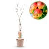 Obstpflanze - Apfelbaum - Malus domestica Jonagold - Gelbgrüner Apfel - Topf 21cm Höhe 90cm