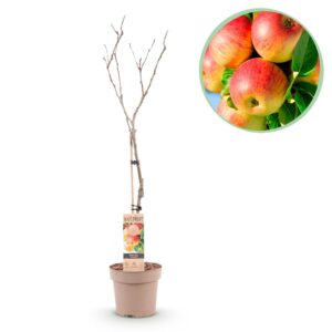 182fb689bfa64d0ba3a28ba090f17748093c654ba21449f8b163431e3bb8a0d9.jpg Obstpflanze - Apfelbaum - Malus domestica Jonagold - Gelbgrüner Apfel - Topf 21cm Höhe 90cm