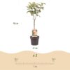 Obstpflanze - Apfelbaum - Malus domestica Jonagold - Gelbgrüner Apfel - Topf 21cm Höhe 90cm