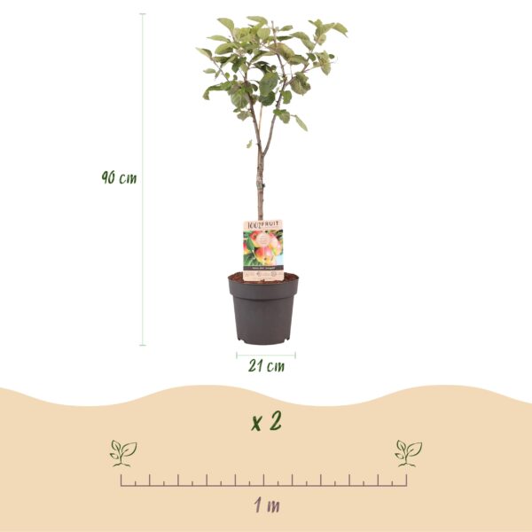 Obstpflanze - Apfelbaum - Malus domestica Jonagold - Gelbgrüner Apfel - Topf 21cm Höhe 90cm