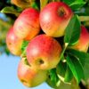 Obstpflanze - Apfelbaum - Malus domestica Jonagold - Gelbgrüner Apfel - Topf 21cm Höhe 90cm