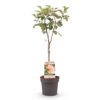 Obstpflanze - Apfelbaum - Malus domestica Jonagold - Gelbgrüner Apfel - Topf 21cm Höhe 90cm