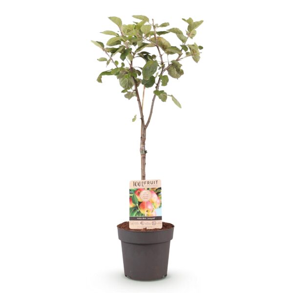 Obstpflanze - Apfelbaum - Malus domestica Jonagold - Gelbgrüner Apfel - Topf 21cm Höhe 90cm