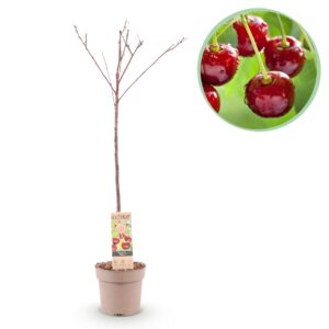 a36cb38aa2dc4679aac7efef65e9025d3668ef48e7d24e7596609122656e9b55.jpg Obstpflanze - Kirschenbaum - Prunus avium Regina - Rote Kirsche