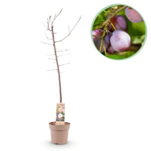 548fc2c511694bc8b134108a3eafaccbe41868b075574e1b8d04596468f47431.jpg Obstpflanze - Pflaumenbaum - Prunus domestica Opal - Gelb Rote Frucht - Topf 21cm Höhe 90cm