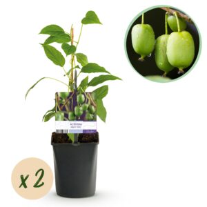 cbf7f3909405413fb29950fc0d5dd47539b759f3917f4c28bcf74b7cac495cd0.jpg Obstpflanze - Kiwi - Actinidia arguta Issai - Grüne Frucht - 2 Pflanzen