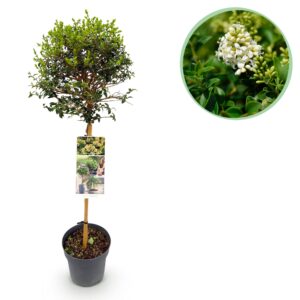 74c3dc57b93b426cbbd52d295f7aa328e2850e0336044cc6bf63f08714dad93a.jpg Ligustrum delavayanum - Stamm Pflanze - Terrassenpflanze - Immergrün - Wenig Pflege