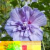 Hibiscus syriacus Blue Chiffon® - Stammpflanze - Terrassenpflanze - Laubabwerfend - Pflegeleicht