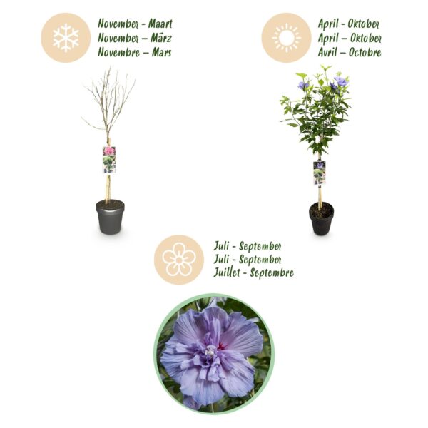 Hibiscus syriacus Blue Chiffon® - Stammpflanze - Terrassenpflanze - Laubabwerfend - Pflegeleicht