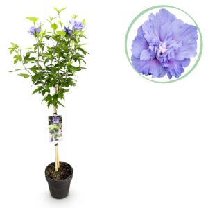 c955569938164180bbfa1f989e69be91ae99bda470b94c1581d86ee1e125bf8b.jpg Hibiscus syriacus Blue Chiffon® - Stammpflanze - Terrassenpflanze - Laubabwerfend - Pflegeleicht