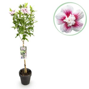 968749ac703b45f7a7d2ff5505ed754d11f8cbe35d854b78977d5e47fc481c11.jpg Hibiscus syriacus Starburst Chiffon® - Stamm-Pflanze - Terrassenpflanze - Laubabwerfend - Wenig Pflege