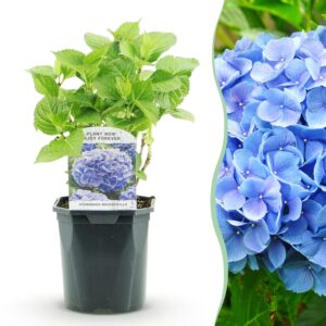 abaa9bd988314fff9149c1468848192ab794d189dd0943ccaeafe6eed23654b0.jpg Hortensie - Hydrangea macrophylla Blau - Blüte Blau - 1 Pflanze - Laubabwerfend - Wenig Pflege