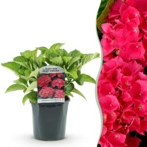 4488099fef4e4f329bdf4e6ef2adb21fab6c1066b8694f62837ea1f5dd4011d3.jpg Hortensie - Hydrangea macrophylla Rot - Blüte Rot - 1 Pflanze - Laubabwerfend - Wenig Pflege