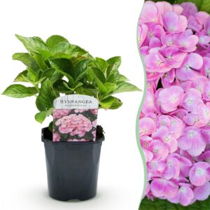 1b3c2edca91b43a6ac8347c56155047d88667b432e2e470a93b776c34cc79f2b.jpg Hortensie - Hydrangea macrophylla Pink - Blüte Rosa - 1 Pflanze - Laubabwerfend - Wenig Pflege