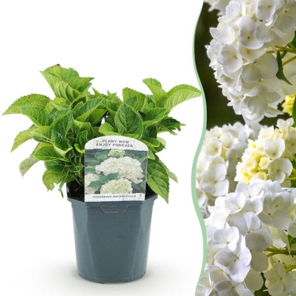 Hortensie - Hydrangea macrophylla Blau - Blüte Weiß - 1 Pflanze - Laubabwerfend - Wenig Pflege