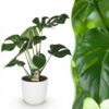 Monstera Deliciosa – Lochblättrige Pflanze – Pflegeleicht – Grün – mit weißem Topf