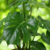 Monstera Deliciosa – Lochblättrige Pflanze – Pflegeleicht – Grün – mit weißem Topf
