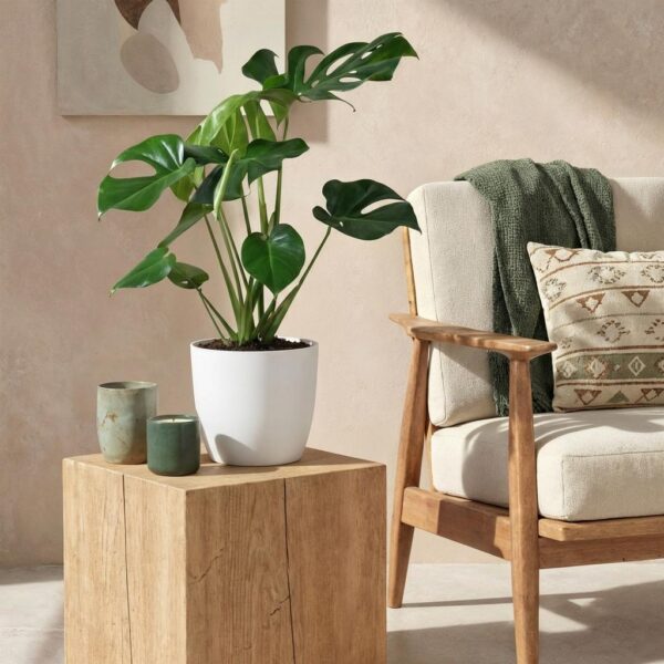 Monstera Deliciosa – Lochblättrige Pflanze – Pflegeleicht – Grün – mit weißem Topf
