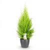 1a956bc9ad0b4409872d33d253cb7466f628d72f78e141a1bd491e8e850862cf.jpg Cupressus Gold Crest Wilma – Zimmerkonifere – Pflegeleicht – Grün – mit grauem Topf