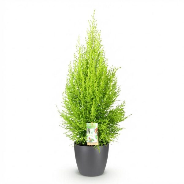 1a956bc9ad0b4409872d33d253cb7466f628d72f78e141a1bd491e8e850862cf.jpg Cupressus Gold Crest Wilma – Zimmerkonifere – Pflegeleicht – Grün – mit grauem Topf