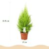378cd7f3d2354298aea66eb3f8ece0ee5722707c9520401fa002e8fb2dbb2582.jpg Cupressus Gold Crest Wilma – Zimmerkonifere – Pflegeleicht – Grün – mit grauem Topf
