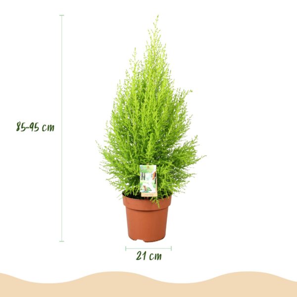 378cd7f3d2354298aea66eb3f8ece0ee5722707c9520401fa002e8fb2dbb2582.jpg Cupressus Gold Crest Wilma – Zimmerkonifere – Pflegeleicht – Grün – mit grauem Topf