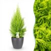 550ee368c91f4f569dd45c9180b19482b6e7c10832c147d485b28f5f59b1c239.jpg Cupressus Gold Crest Wilma – Zimmerkonifere – Pflegeleicht – Grün – mit grauem Topf