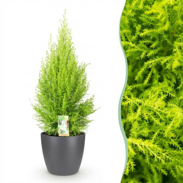 550ee368c91f4f569dd45c9180b19482b6e7c10832c147d485b28f5f59b1c239.jpg Cupressus Gold Crest Wilma – Zimmerkonifere – Pflegeleicht – Grün – mit grauem Topf