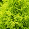 7ed29b7900114ae7b3e2d1dbf6ec5a59002f28536a3947d2ac21622bc24761c1.jpg Cupressus Gold Crest Wilma – Zimmerkonifere – Pflegeleicht – Grün – mit grauem Topf