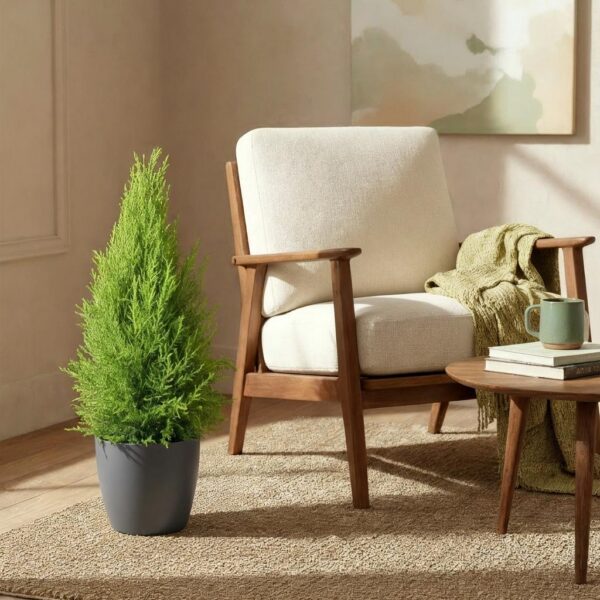 a348e4be1f7e4dab86e309ccfa38391abc9622460e304018a0f76dc55b6e43ae.jpg Cupressus Gold Crest Wilma – Zimmerkonifere – Pflegeleicht – Grün – mit grauem Topf