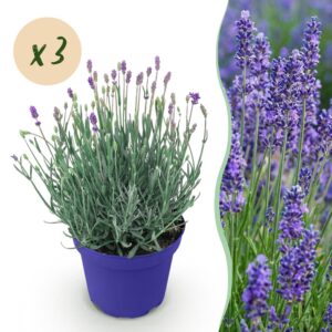 3f0bfe9fc4024035aa42110121a51d7f98c842070e0d46cebb7a73c0459efab0.jpg Lavandula angustifolia Hidcote - Lavendel - Winterhart - Violett - 3 Pflanzen