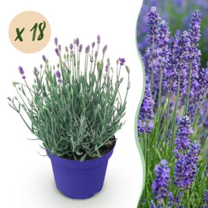 7079537db170421b91e5f895aa9bcc7afe6de509093d4141b5c6d8f8f84ba1c4.jpg Lavandula angustifolia Hidcote - Lavendel - Winterhart - Lila - 18 Pflanzen