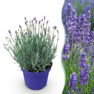 94f866730895402e8de3fcd27878bb4e9e0fee736e8240c29328cff456b1c5fd.jpg Lavandula angustifolia Hidcote - Lavendel - Winterhart - Violett