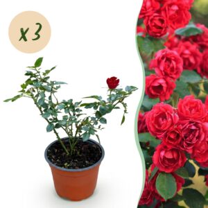 143b8dfe781c4103b23683810700b5aeed9e1c9b09b14cfc86d4710d7ec731b5.jpg Gartenrose - Rosa Rote The Fairy - Rose - Winterhart - Rot - 3 Pflanzen